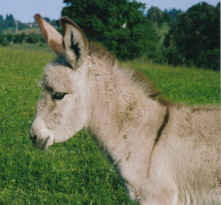 Baby Ulysses